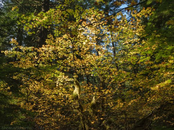 autumn in the forest