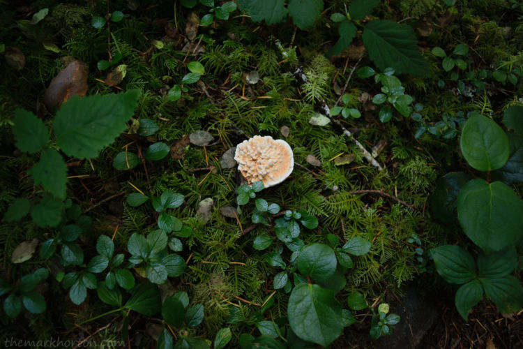 mushroom