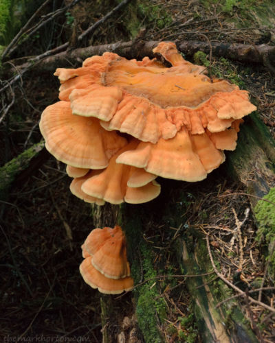 chicken of the woods mushrooms