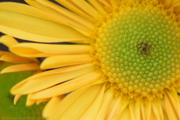 yellow fall chrysanthemum mum