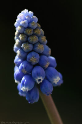muscari