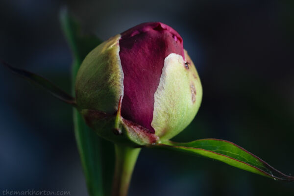 budding peony