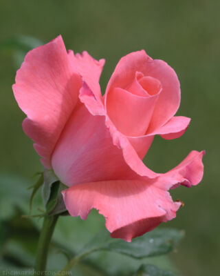 pink rose