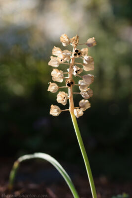 muscari seed pods