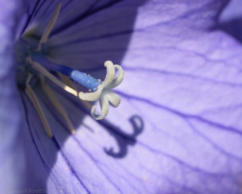 purple balloon flower