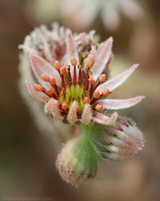 hen and chicks flower and buds