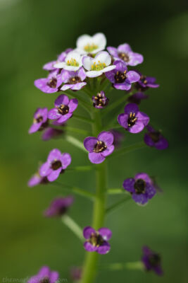 sweet alyssum