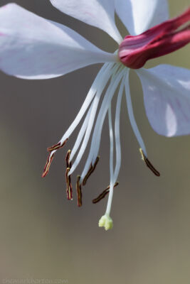 guara flower