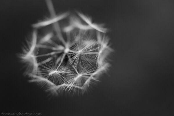prickly lettuce seeds