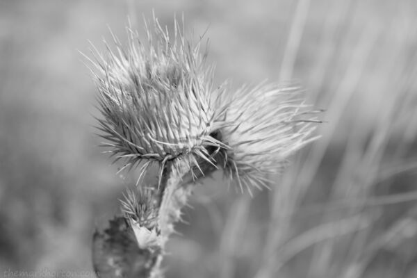 high desert thistles