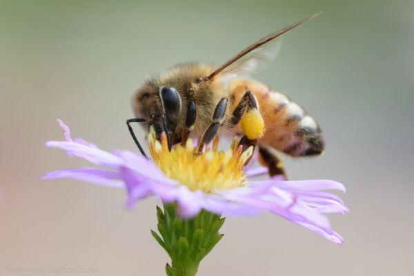 honey bee on aster