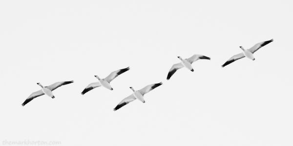 anser caerulescens black and white
