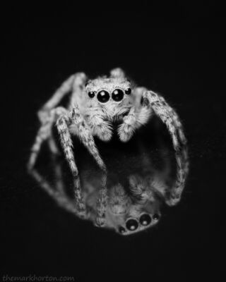 jumping spider