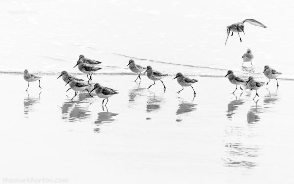 western sandpiper
