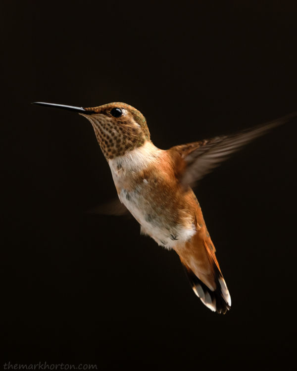 selasphorus rufus hummingbird flying