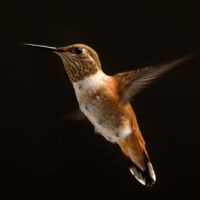 selasphorus rufus hummingbird flying