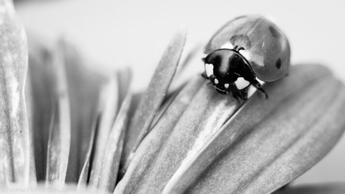 ladybug on chrysanthemum