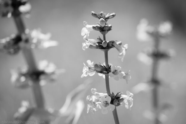 penstemon nitidus