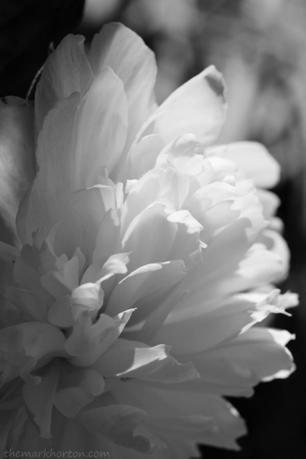 peony black and white