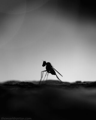 silhouette of a fly black and white