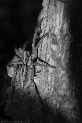 wolf spider on rock