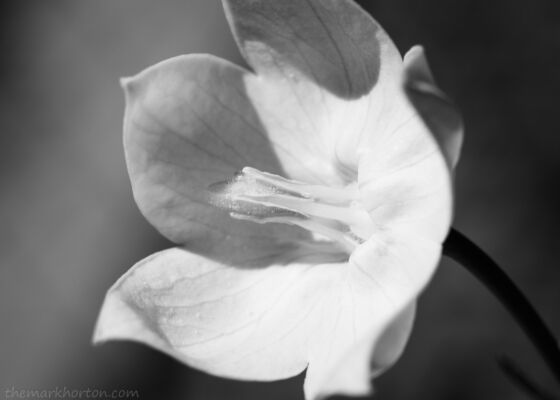 balloon flower