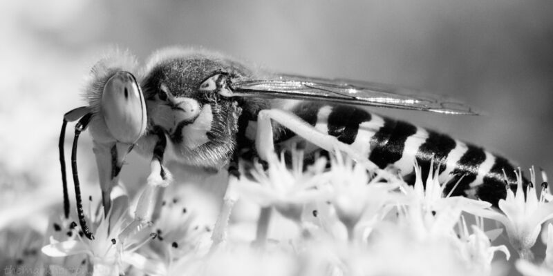 sand wasp