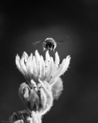 flying mason bee