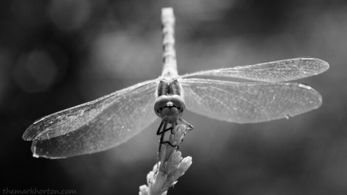 dragonfly gaze