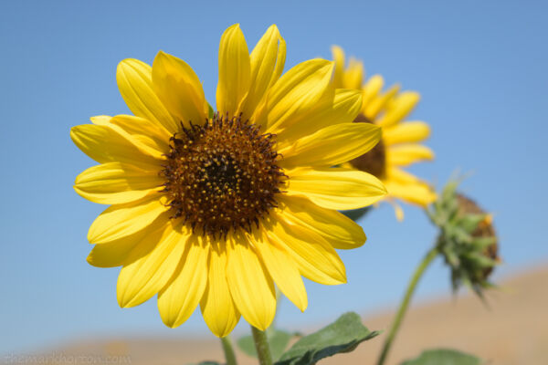 wild sunflowers