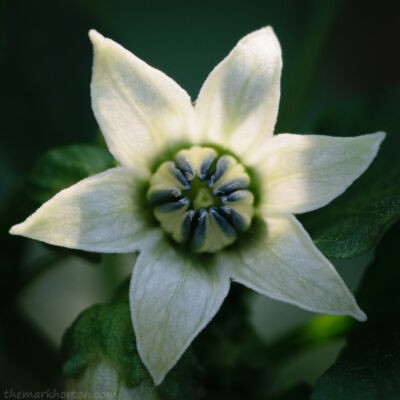 more flowers thumbnail