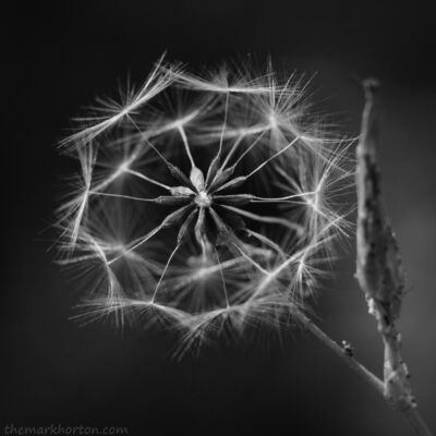 prickly lettuce seeds