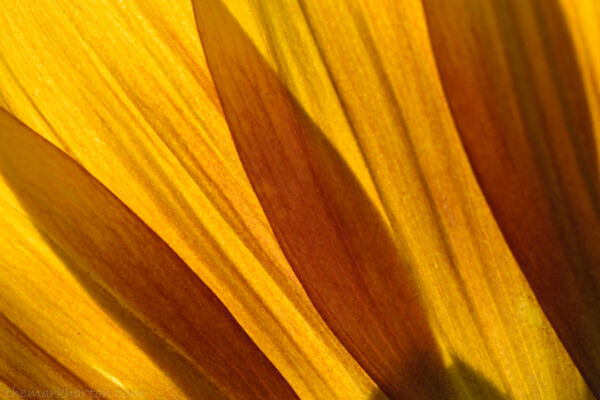 sunflower petals
