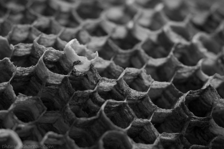 abandoned wasp nest