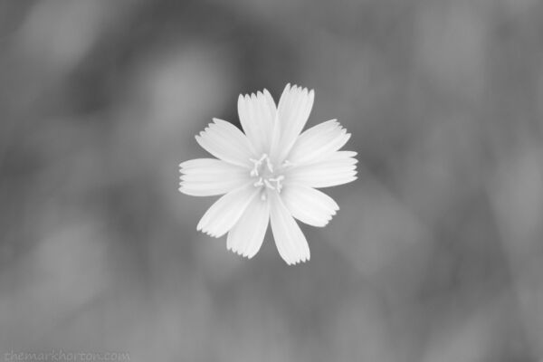prickly lettuce flower