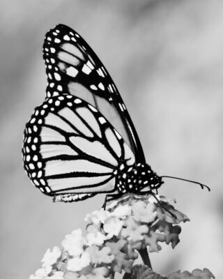 monarch butterfly