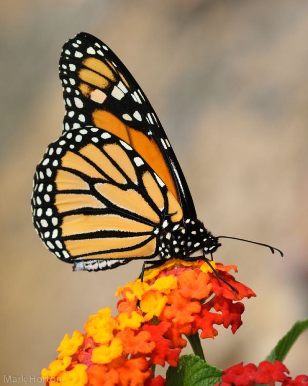 monarch butterfly on Lantana camara