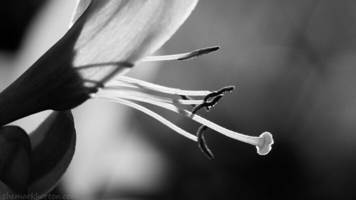 honeysuckle stamen and stigma