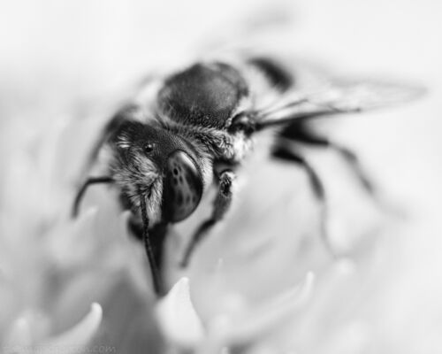 eye of the bee