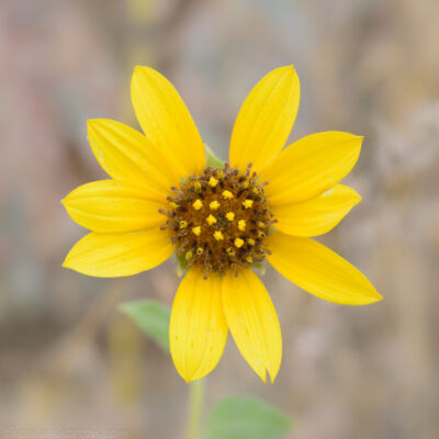 wild sunflower