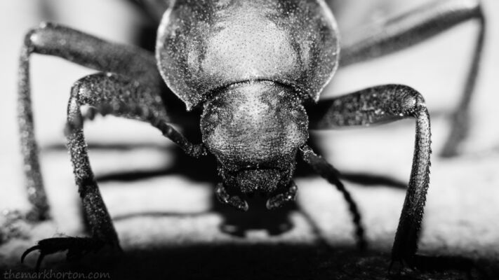 tenebrioninae
