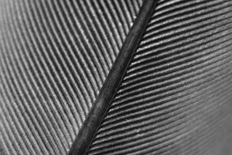feather black and white