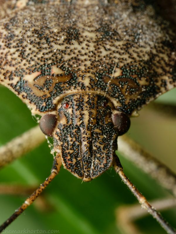 brown marmorated stink bug