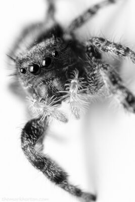 phidippus audax jumping spider black and white