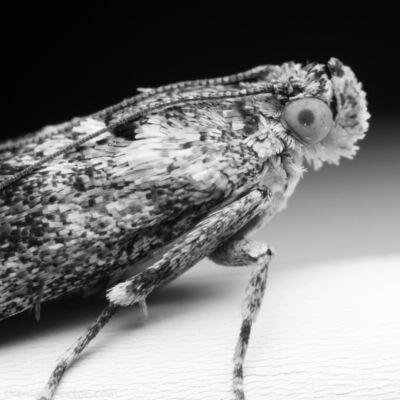 moth
