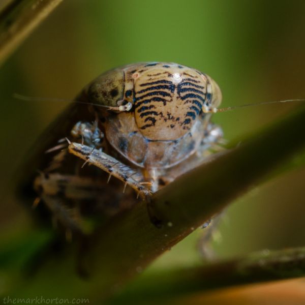 leafhopper