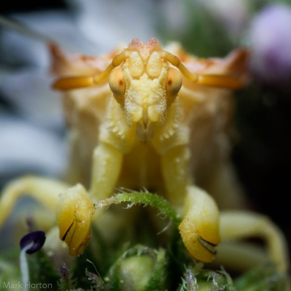 Ambush bug on mint
