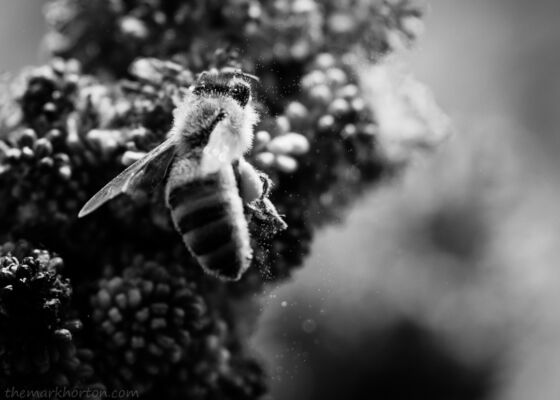 honey bee collecting pollen