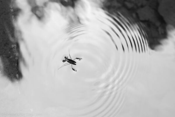 water skipper