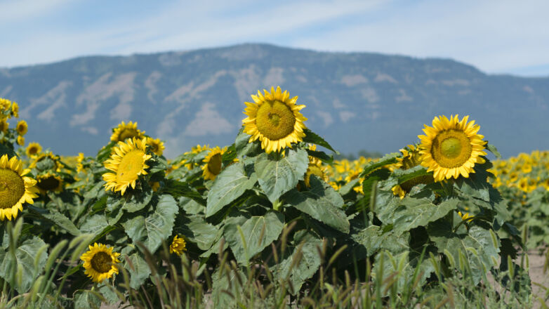sunflower field